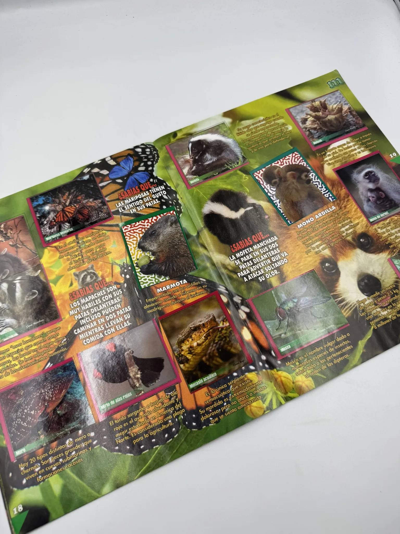 Animal Planet de la A a la Z